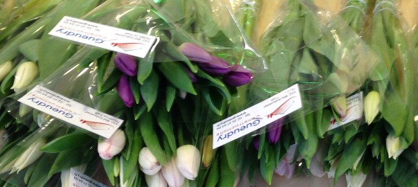 Tulipes3